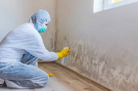 Best Mold Damage Restoration  in Quincy, IL